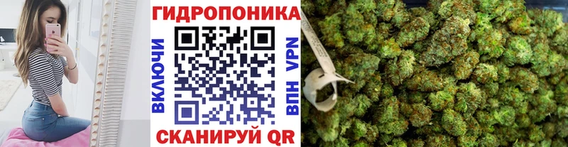 Бошки марихуана сатива  OMG зеркало  Солигалич 